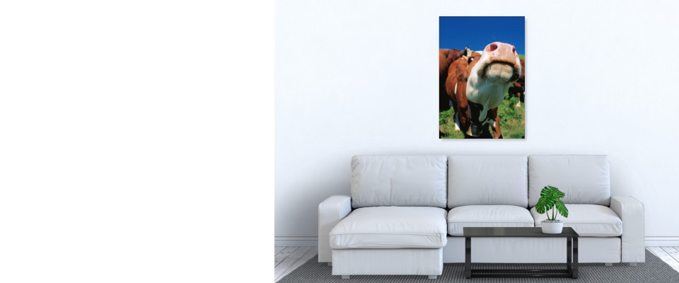 Quadro Dary Cow pronta consegna